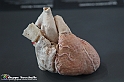 VBS_2839 - Cuore - Mostra Body Worlds